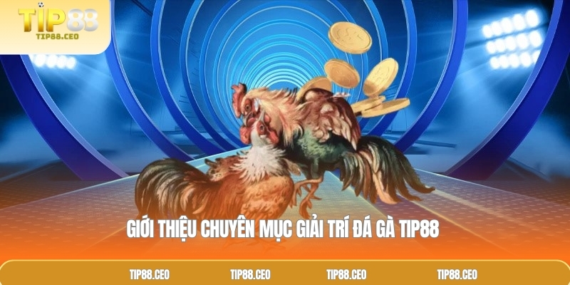 Giới thiệu chuyên mục giải trí đá gà TIP88 