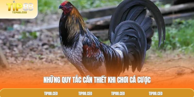 Những quy tắc cần thiết khi chơi cá cược