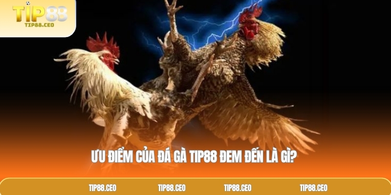 Ưu điểm của đá gà TIP88 đem đến là gì? 